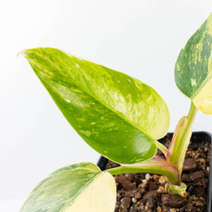 Philodendron Erubescens 'White Princess Aurea' (wk21-O)