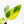 Philodendron Erubescens 'White Princess Aurea' (wk21-O)