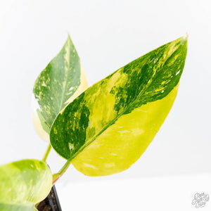 Philodendron Erubescens 'White Princess Aurea' (wk21-O)