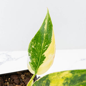 Philodendron Erubescens 'White Princess Aurea' (wk21-O)