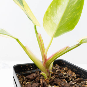 Philodendron Erubescens 'White Princess Aurea' (wk21-O)