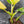 Philodendron Erubescens 'White Wizard' Aurea Variegated (wk42-L199)