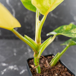 Philodendron Erubescens 'White Wizard' Aurea Variegated (wk42-L199)