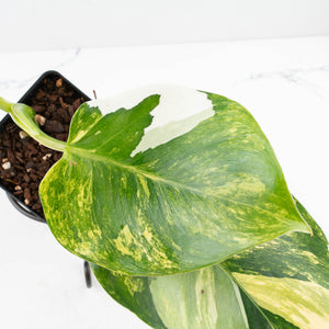 Philodendron Erubescens 'White Wizard' Aurea Variegated (wk35-L199)