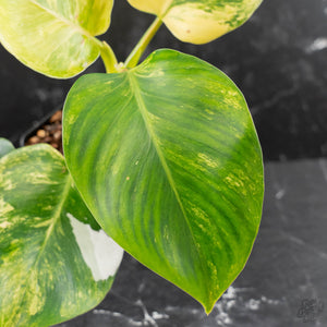Philodendron Erubescens 'White Wizard' Aurea Variegated (wk42-L199)