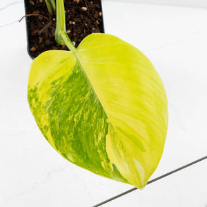 Philodendron Erubescens 'White Wizard' Aurea Variegated (wk35-L199)