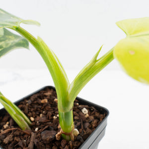 Philodendron Erubescens 'White Wizard' Aurea Variegated (wk35-L199)