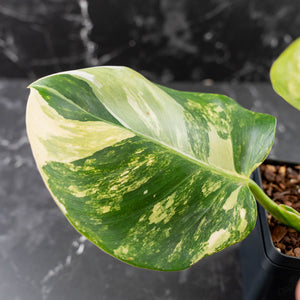 Philodendron Erubescens 'White Wizard' Aurea Variegated (wk42-L199)