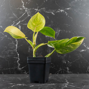 Philodendron Erubescens 'White Wizard' Aurea Variegated (wk42-L199)
