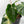 Philodendron Erubescens 'White Wizard Aurea' (wk44-L421)