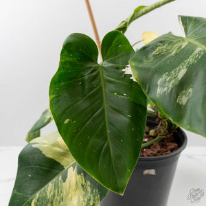 Philodendron Erubescens 'White Wizard Aurea' (wk44-L421)