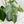 Philodendron Erubescens 'White Wizard Aurea' (wk44-L421)