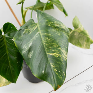 Philodendron Erubescens 'White Wizard Aurea' (wk44-L421)