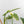 Philodendron Erubescens 'White Wizard Aurea' (wk44-L421)