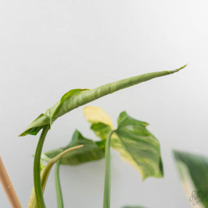 Philodendron Erubescens 'White Wizard Aurea' (wk44-L421)
