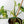 Philodendron Erubescens 'White Wizard Aurea' (wk44-L421)