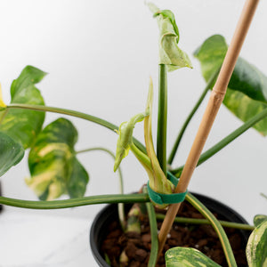 Philodendron Erubescens 'White Wizard Aurea' (wk44-L421)