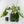 Philodendron Erubescens 'White Wizard Aurea' (wk44-L421)