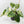 Philodendron Erubescens 'White Wizard Aurea' (wk44-L421)