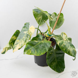 Philodendron Erubescens 'White Wizard Aurea' (wk44-L421)