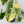 Philodendron Erubescens 'White Wizard Aurea' (wk44-L421)