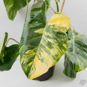 Philodendron Erubescens 'White Wizard Aurea' (wk44-L421)