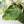 Philodendron Erubescens 'White Wizard Aurea' (wk44-L421)