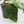 Philodendron Erubescens 'White Wizard Aurea' (wk44-L421)