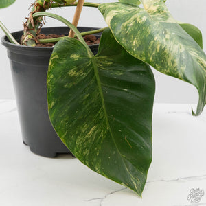 Philodendron Erubescens 'White Wizard Aurea' (wk44-L421)