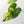 Philodendron Erubescens 'White Wizard Aurea' (wk44-L421)