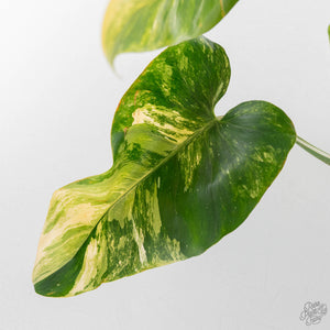 Philodendron Erubescens 'White Wizard Aurea' (wk44-L421)