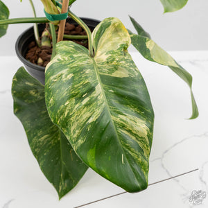 Philodendron Erubescens 'White Wizard Aurea' (wk44-L421)