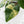 Philodendron Erubescens 'White Wizard Aurea' (wk44-L421)