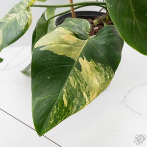Philodendron Erubescens 'White Wizard Aurea' (wk44-L421)