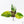 Philodendron Erubescens 'White Wizard Aurea' (wk21-P)