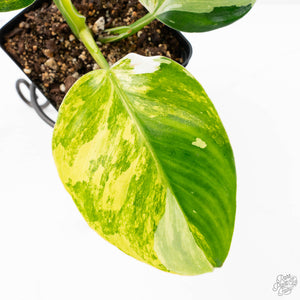 Philodendron Erubescens 'White Wizard Aurea' (wk21-P)