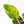 Philodendron Erubescens 'White Wizard Aurea' (wk21-P)