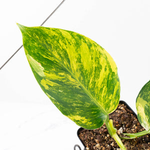 Philodendron Erubescens 'White Wizard Aurea' (wk21-P)