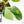 Philodendron Erubescens 'White Wizard Aurea' (wk21-P)