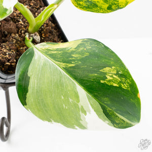 Philodendron Erubescens 'White Wizard Aurea' (wk21-P)
