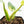 Philodendron Erubescens 'White Wizard Aurea' (wk21-P)