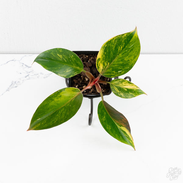 Philodendron Erubescens 'White Knight Aurea' (wk9-UI)