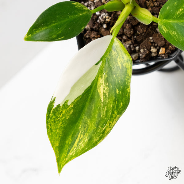 Philodendron Erubescens 'White Wizard Aurea' (wk5-I)