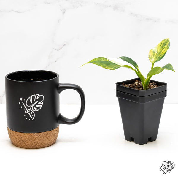 Philodendron Erubescens 'White Wizard Aurea' (wk5-I)