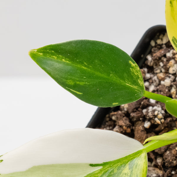 Philodendron Erubescens 'White Wizard Aurea' (wk5-I)