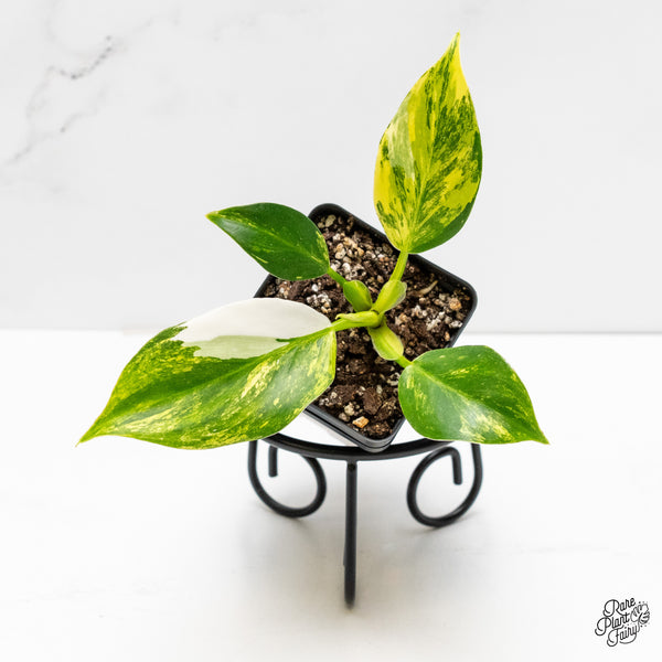 Philodendron Erubescens 'White Wizard Aurea' (wk5-I)