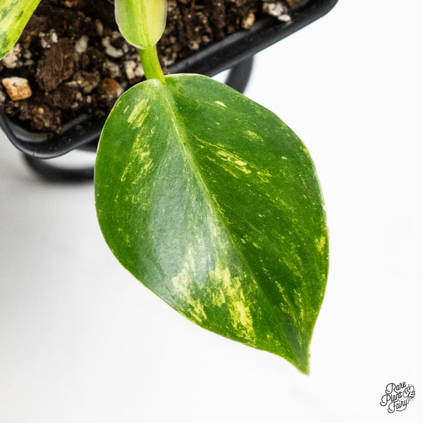 Philodendron Erubescens 'White Wizard Aurea' (wk5-I)