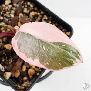 Philodendron 'Pink Princess' Outer Variegated (wk26-F)