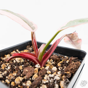 Philodendron 'Pink Princess' Outer Variegated (wk26-F)