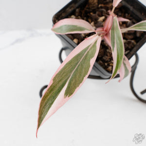 Philodendron Erubescens 'Pink Princess' Outer Variegated (wk40-L316)